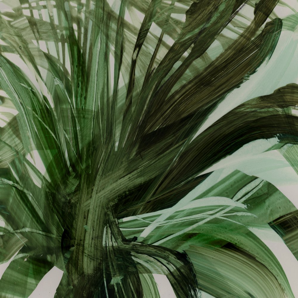 Palmiers - Dan Hobday