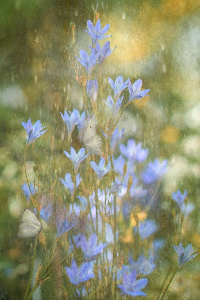 Papillons bleus de rêve - Delphine Devos