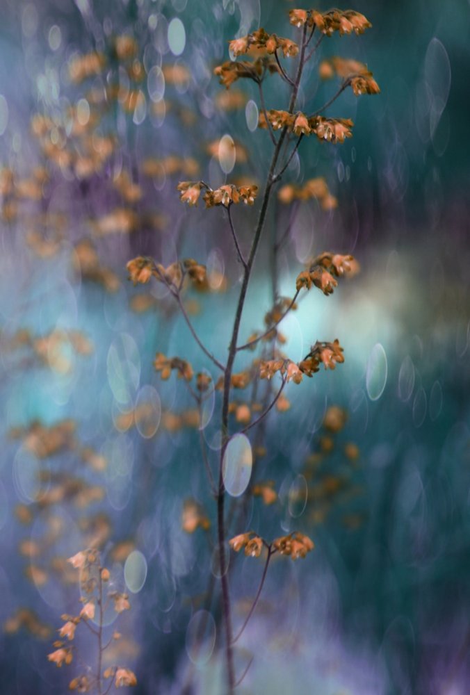 Un bokeh botanique onirique - Delphine Devos