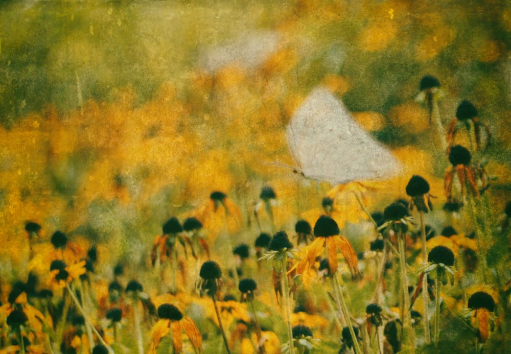 Une prairie de papillons de rêve - Delphine Devos