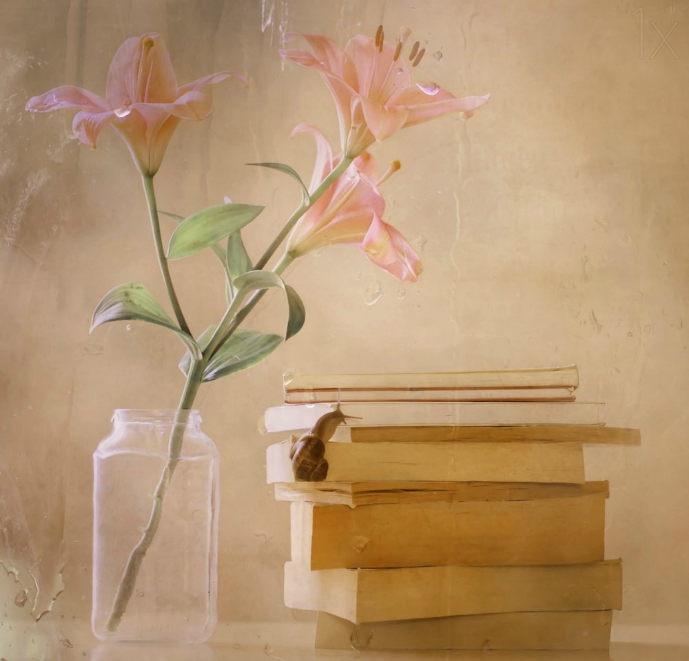 Dreamy Lilies - Snail Books - Delphine Devos