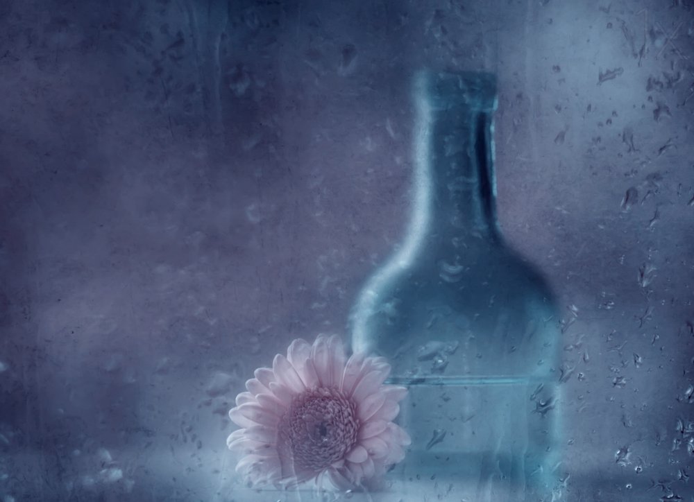 Gerbera « Dreamy Rainy » - Delphine Devos