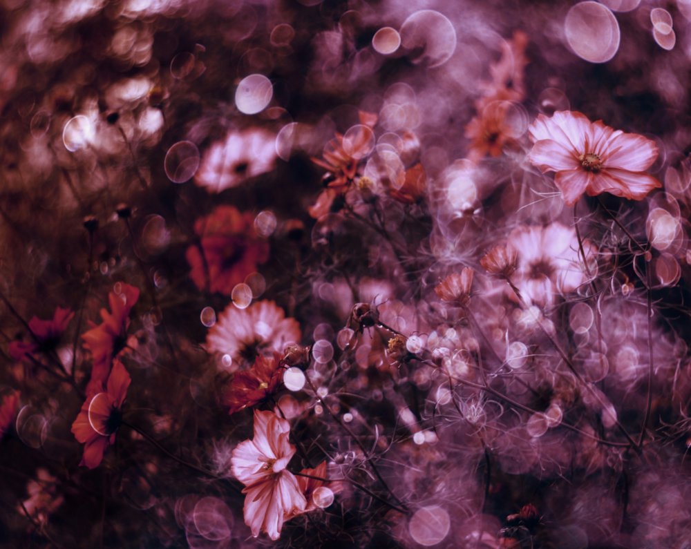 Champ de fleurs éthéré - Delphine Devos