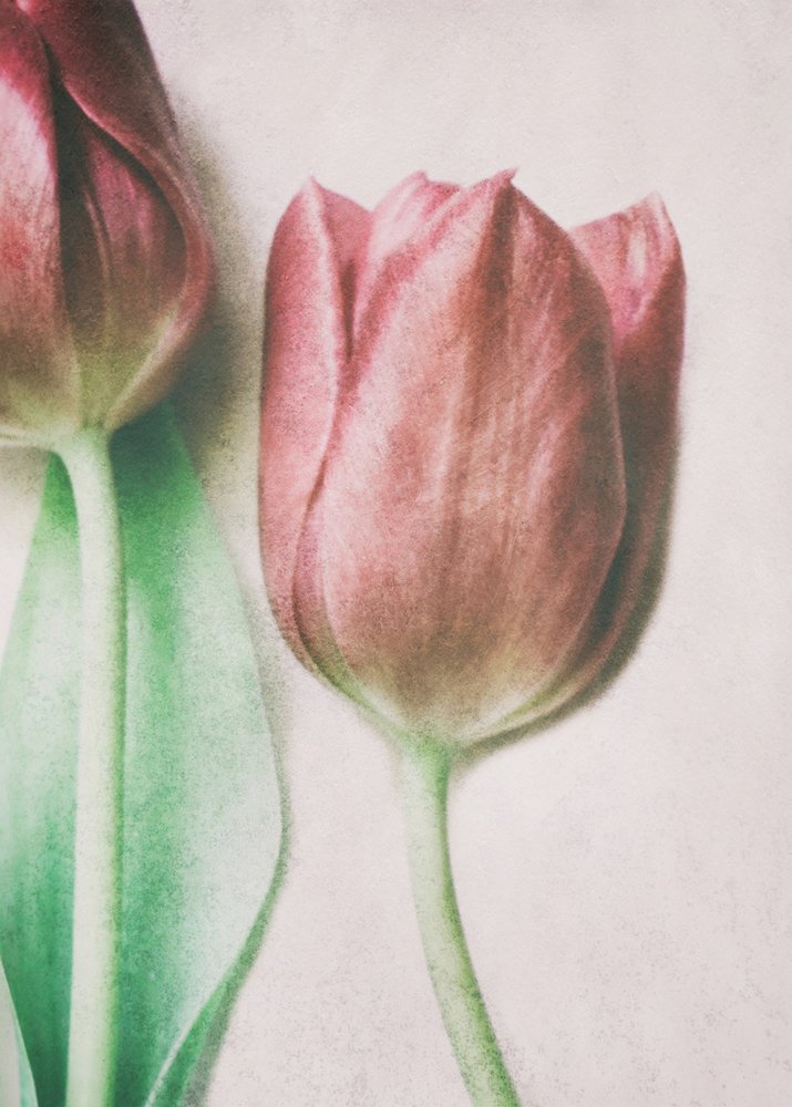 Tulipes aux teintes douces et rosées - Delphine Devos