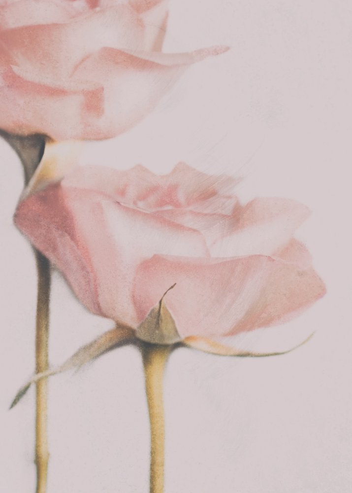 Roses rose pâle - Delphine Devos