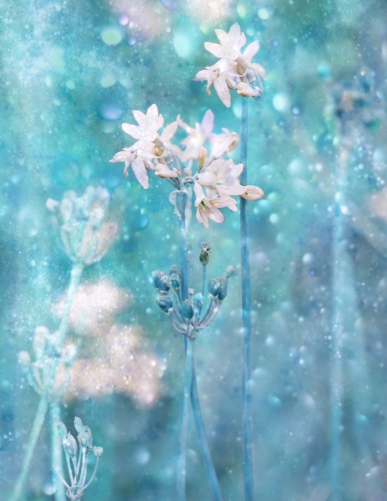  - Delphine Devos