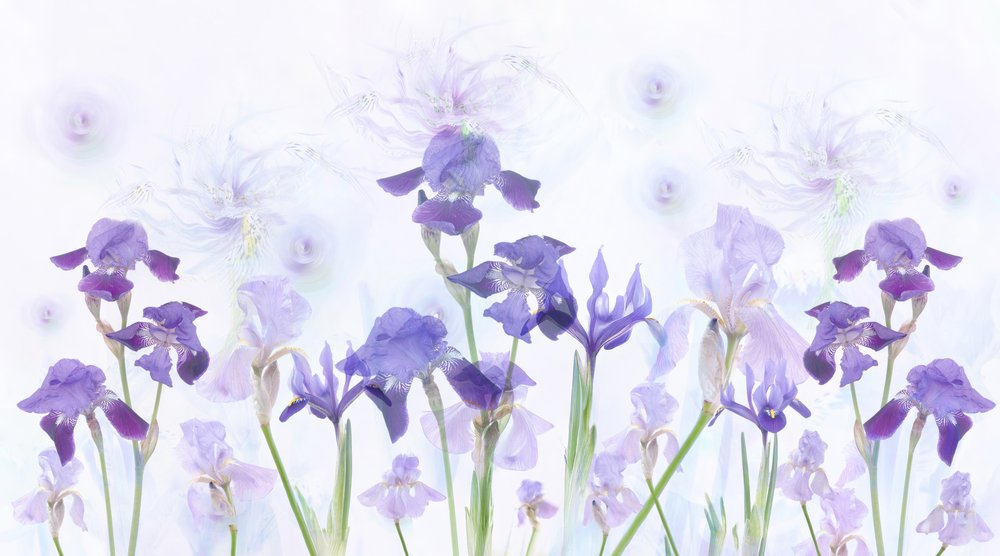 Iris lavande de rêve - Denis O Reilly