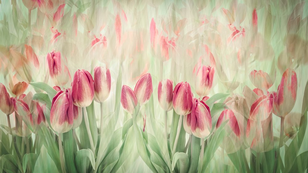 Des tulipes roses de rêve - Denis O Reilly