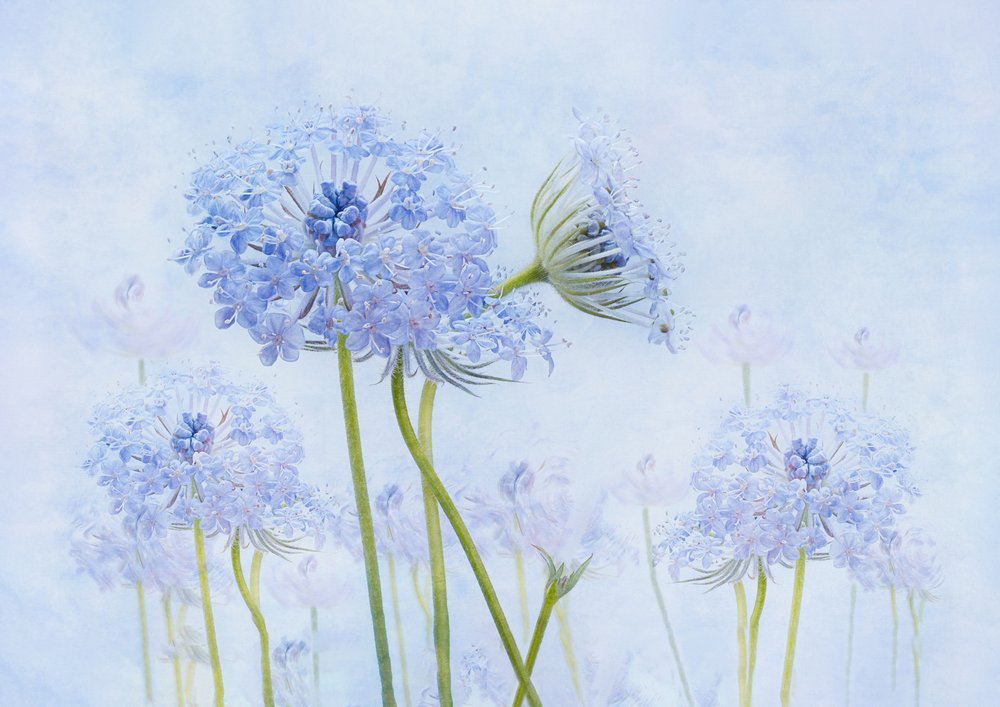 Fleurs bleues éthérées - Denis O Reilly