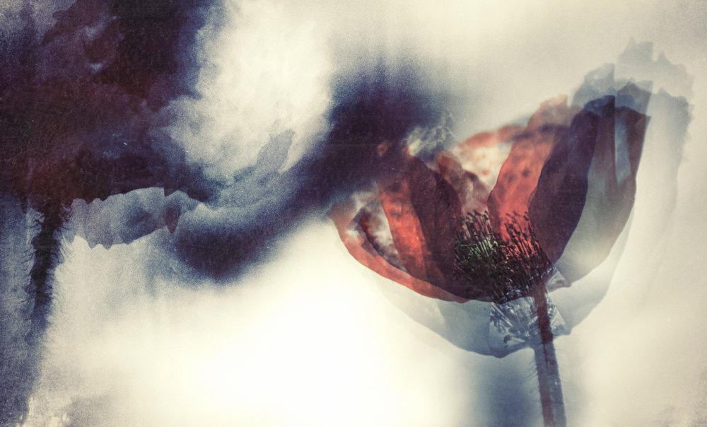 Coquelicot rouge éthéré - Desislava Ignatova