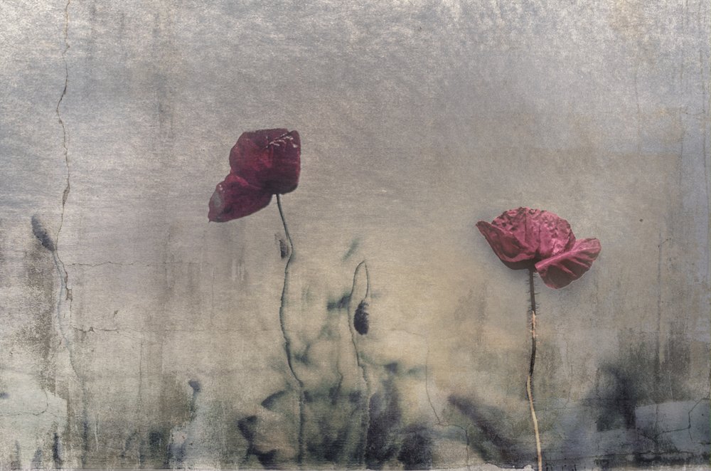 Coquelicots rouges mélancoliques - Desislava Ignatova