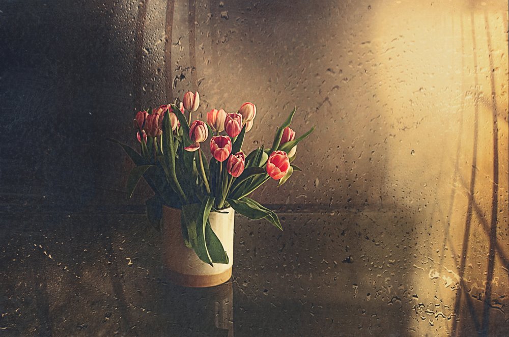 Tulipes roses dans la lumière du matin - Desislava Ignatova