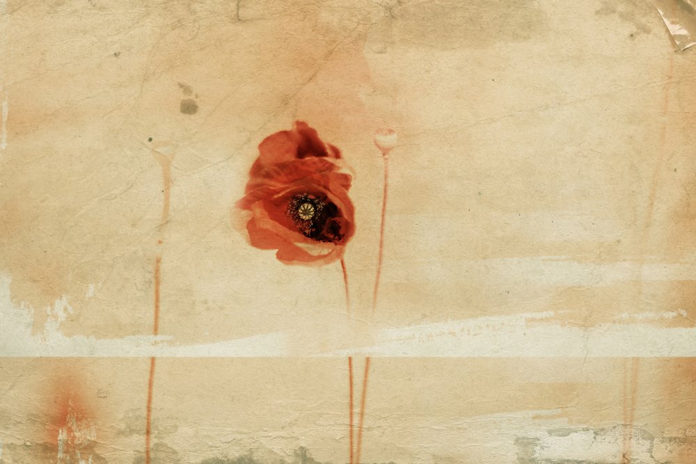 Coquelicot rouge vintage - Desislava Ignatova