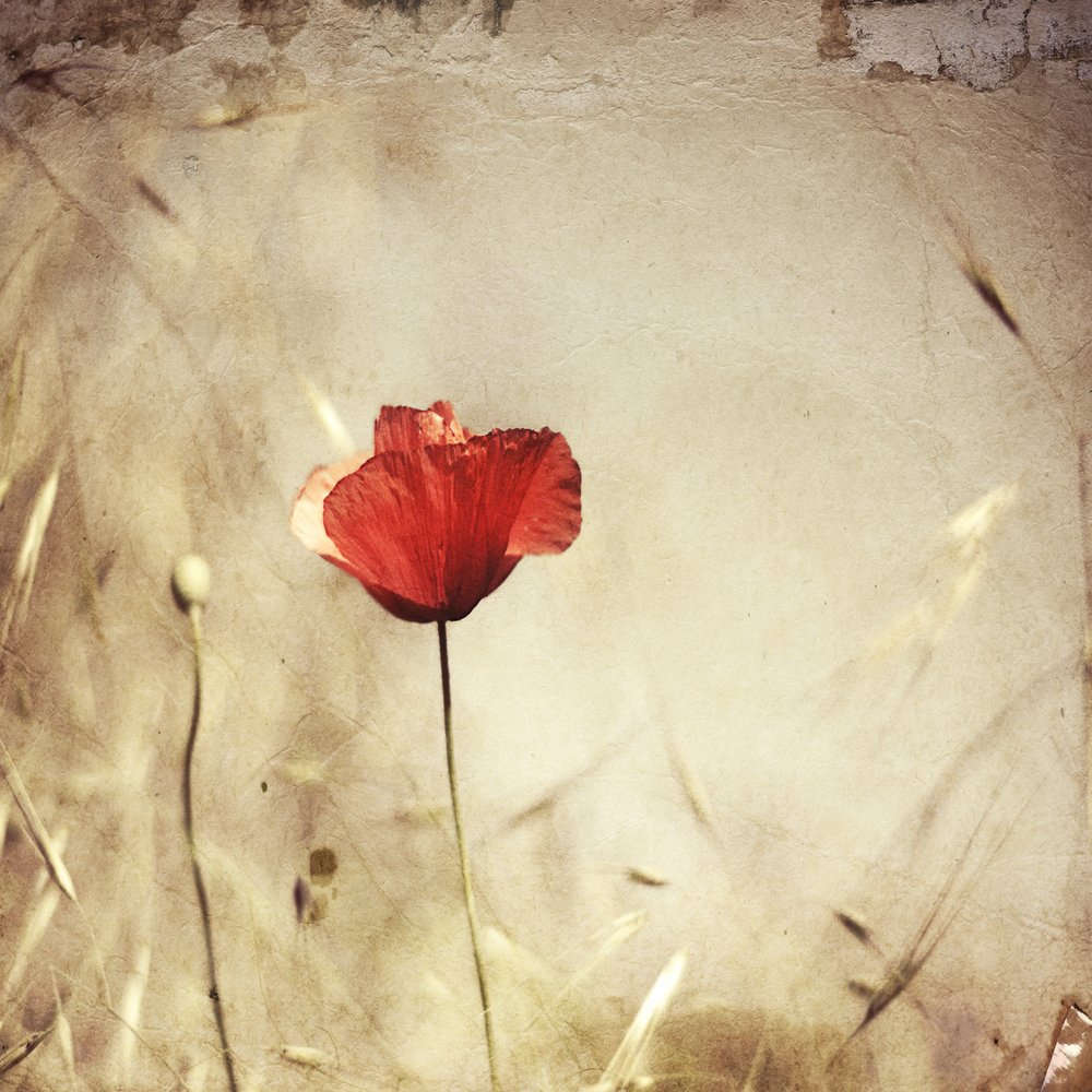 Coquelicot rouge vintage - Desislava Ignatova