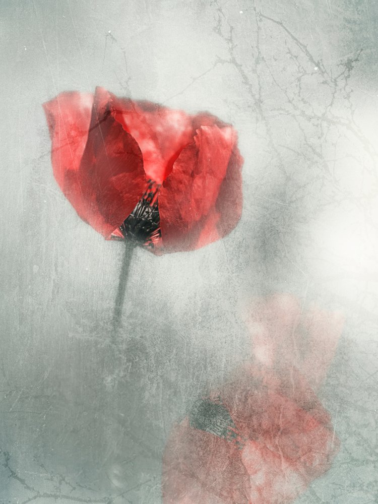 Coquelicot rouge vintage - Desislava Ignatova