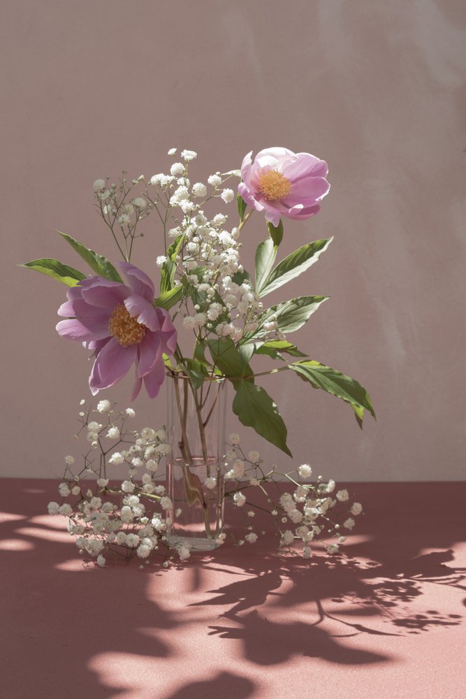 Pivoines roses dans une lumière douce - Donatella Basso