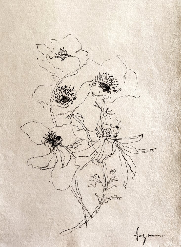 Esquisse florale délicate - Dorothy Fagan