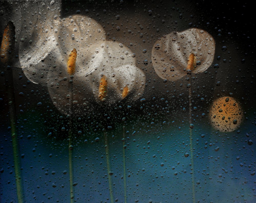 Des callas sous la pluie - Elena Arjona