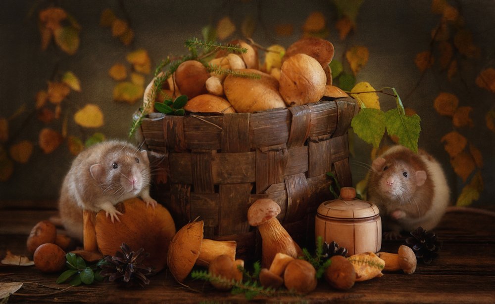 Les champignons d