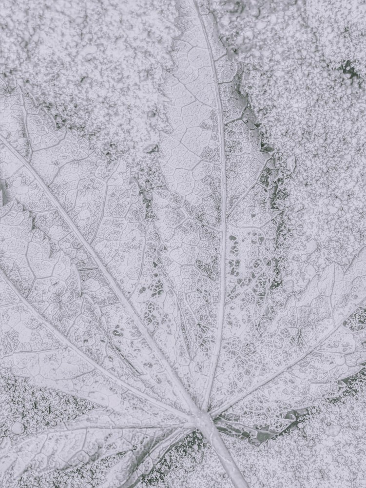 Détail de feuille givrée - Elizabeth Allen