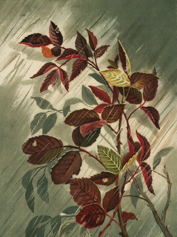 Feuilles d