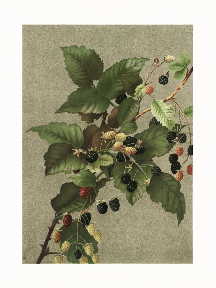 Mûres - Ellen Thayer Fisher