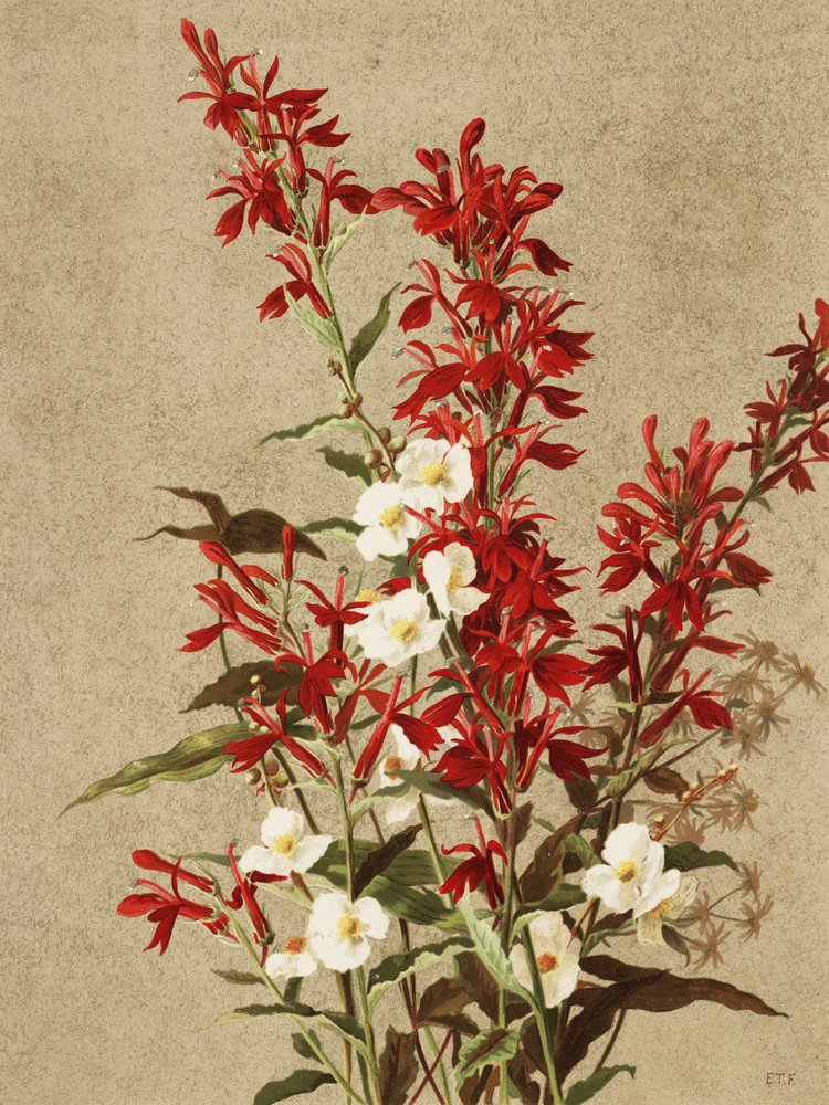 Fleurs de cardinal - Ellen Thayer Fisher