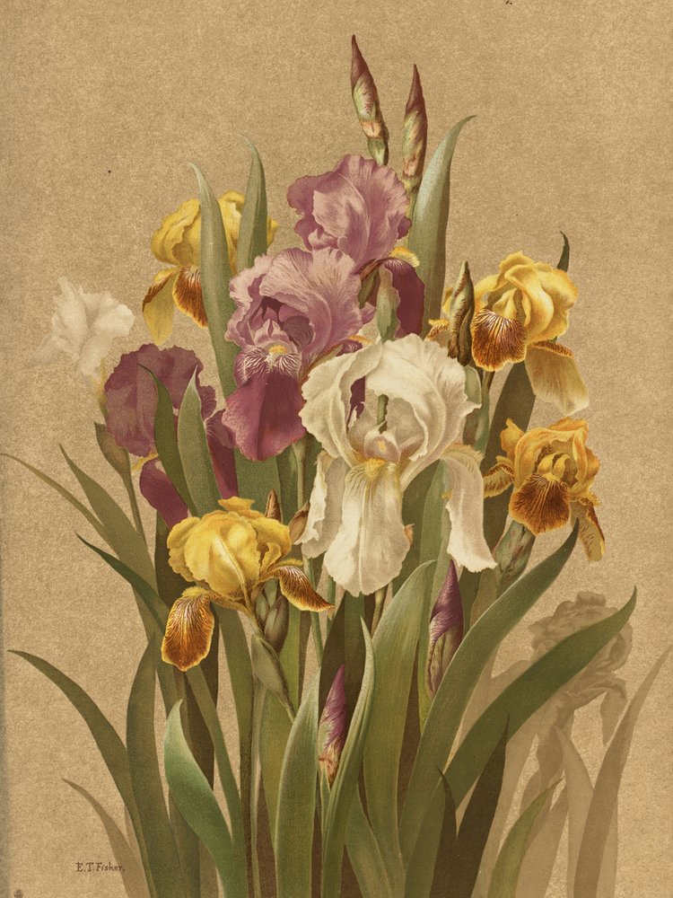 Fleur De Lis, No. 3 - Ellen Thayer Fisher