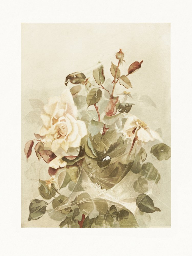 Des roses roses à travers la rosée du petit matin - Ellen Thayer Fisher