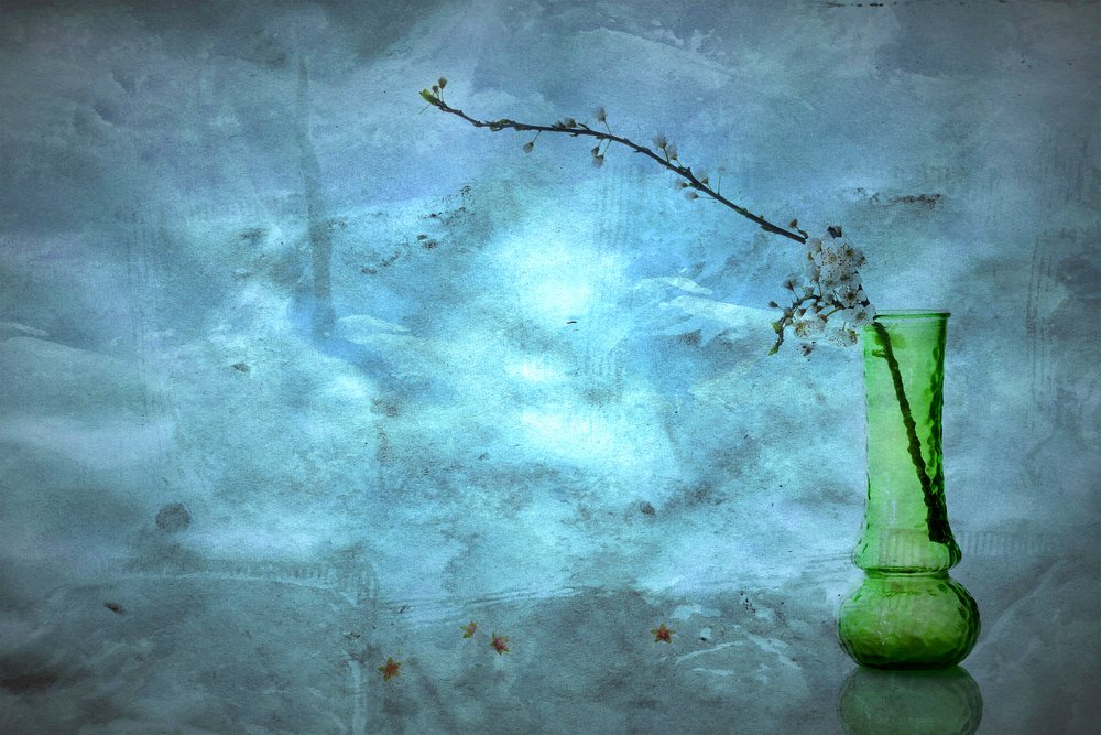 Fleurs bleues tranquilles - Eyal Amer