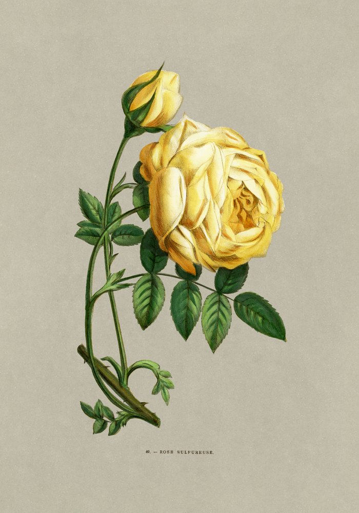 Rose Sulfureuse - F. Grobon