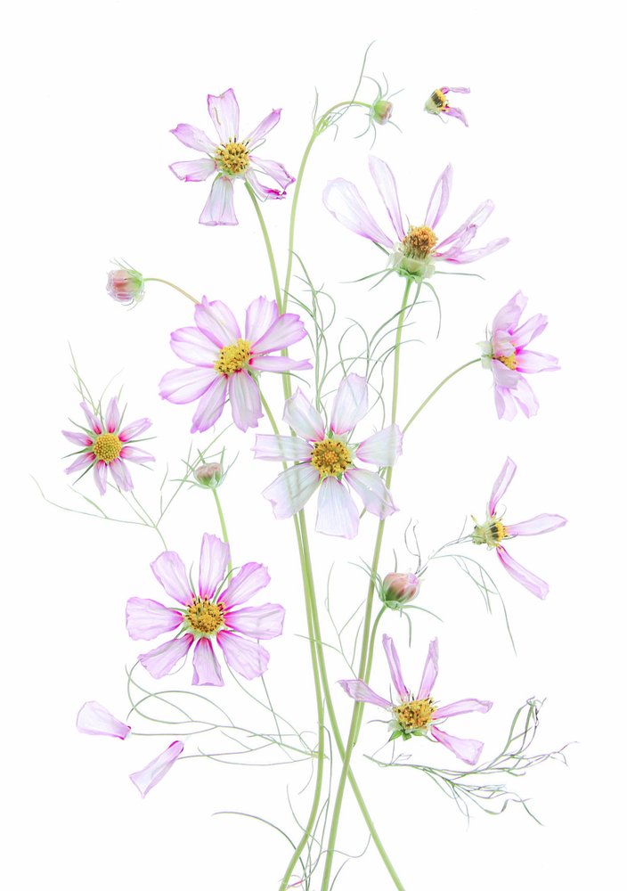 Cosmos rose éthéré - Fangping Zhou