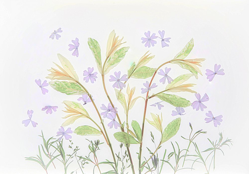 Motifs botaniques aux couleurs pastel flottants - Fangping Zhou