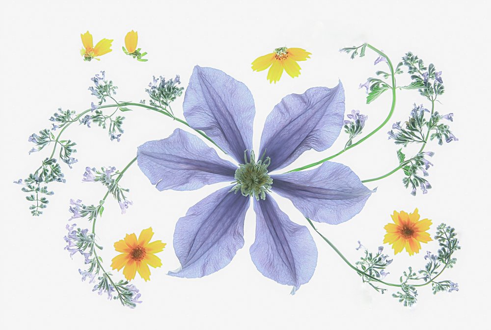 Composition florale fraîche - Fangping Zhou