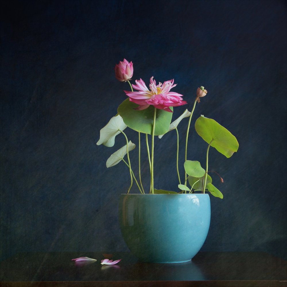 Éclat du lotus rose - Fangping Zhou