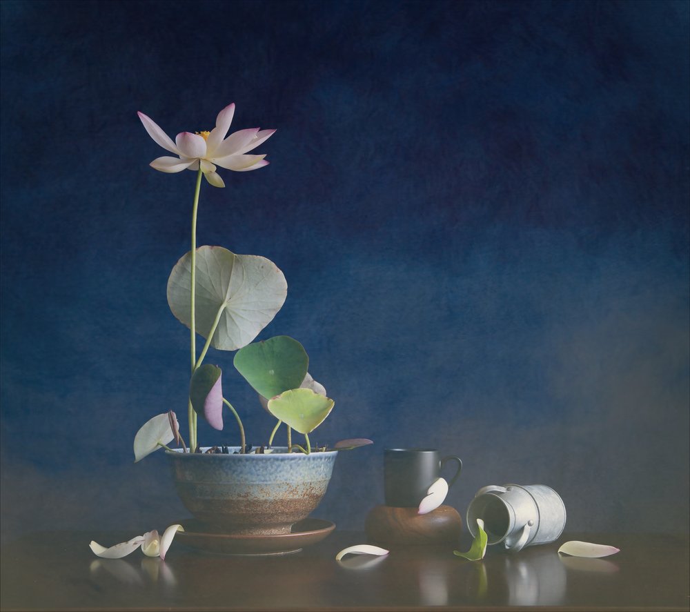 Nature morte au lotus serein - Fangping Zhou