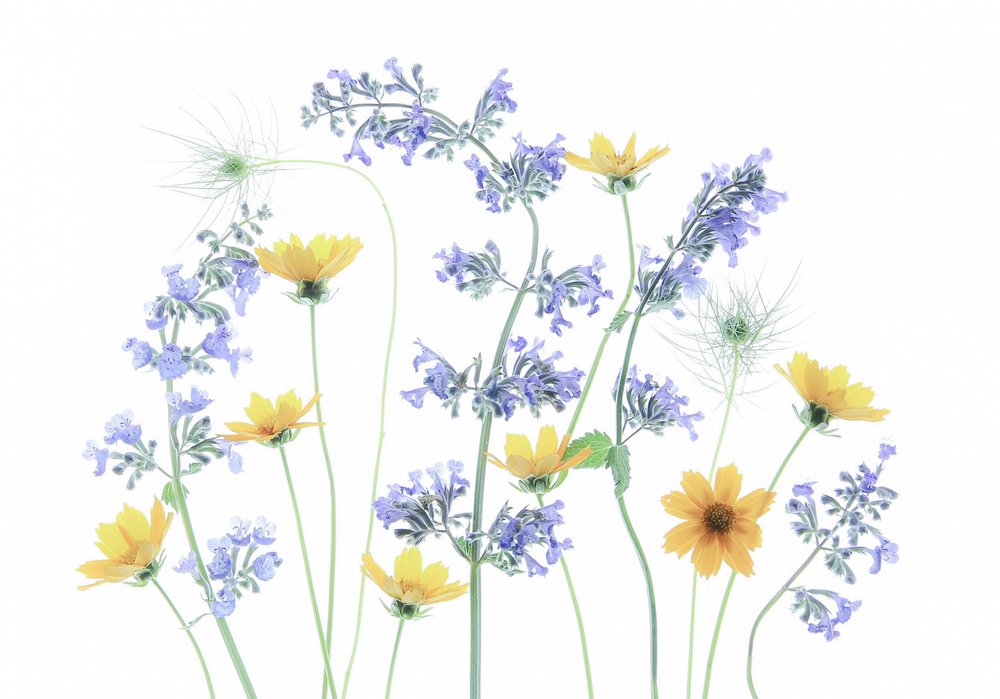 Fleurs des prairies sauvages - Fangping Zhou