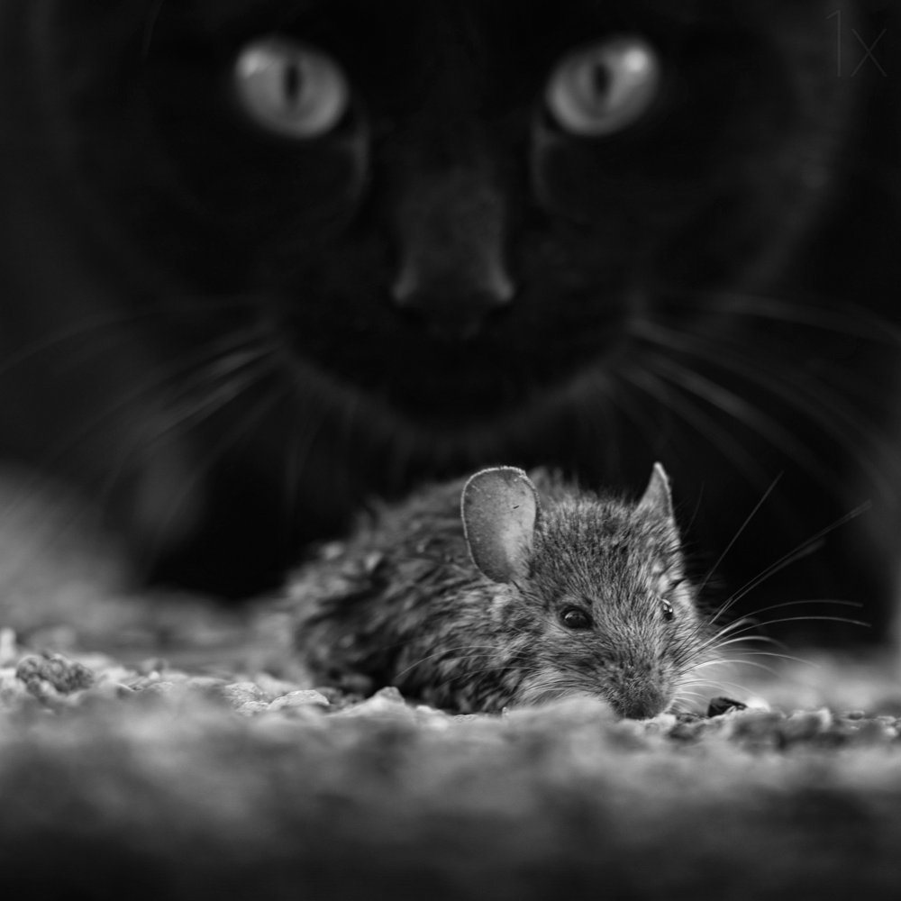 Chat noir, souris sauvage - Francois Casanova