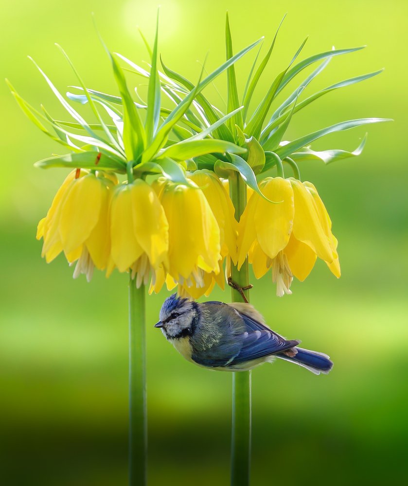Mésange bleue et fleurs jaunes - Franziskus Pfleghart