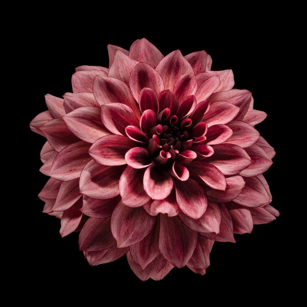 Dahlia bordeaux intense - Fred Louwen