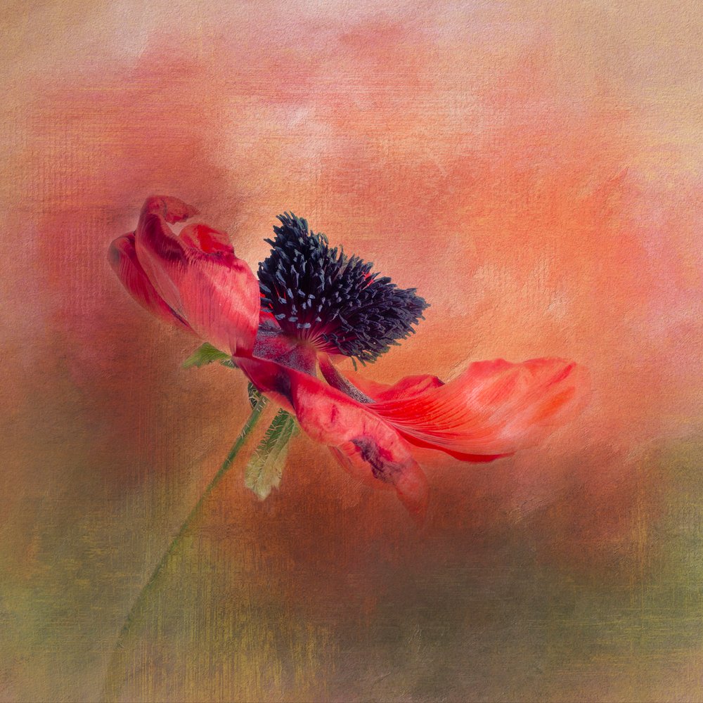  - Gaille Gray
