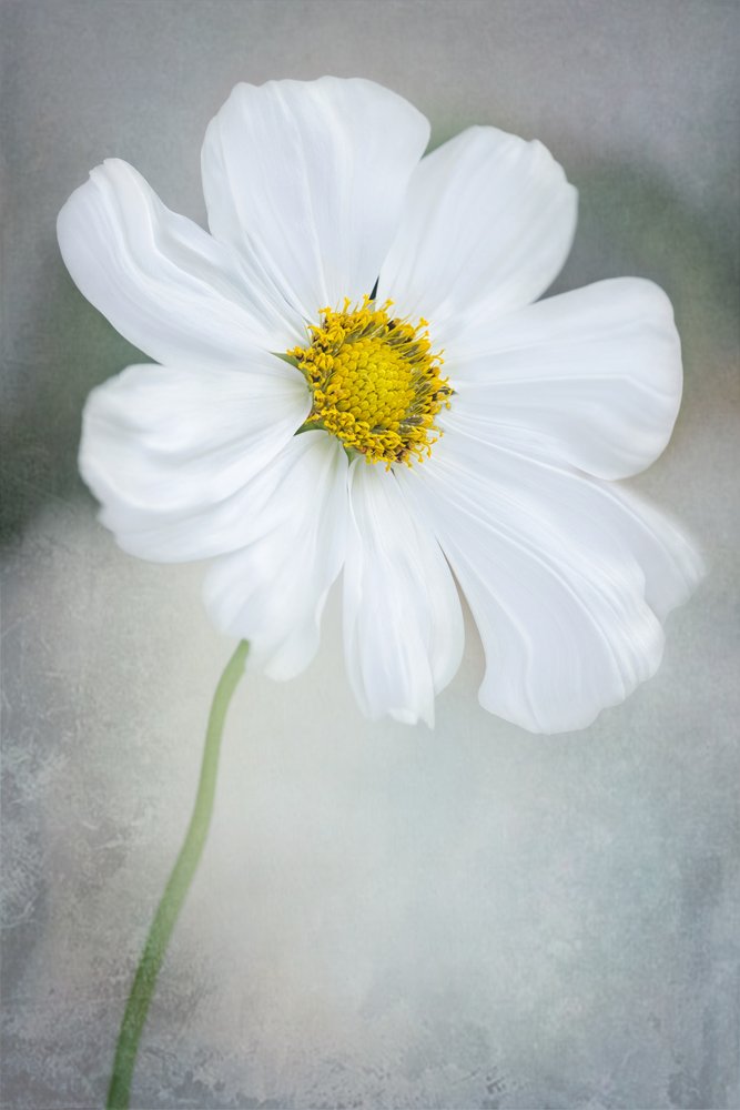 Cosmos blanc délicat - GaoSL