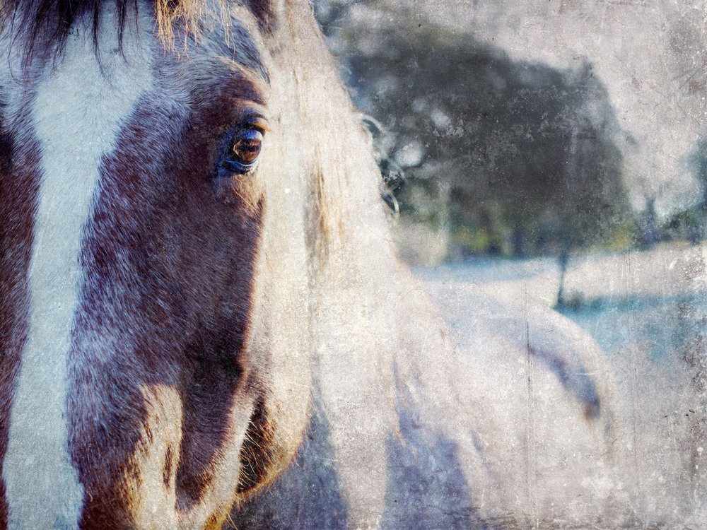 Le regard doux du cheval - Gemma Bardot