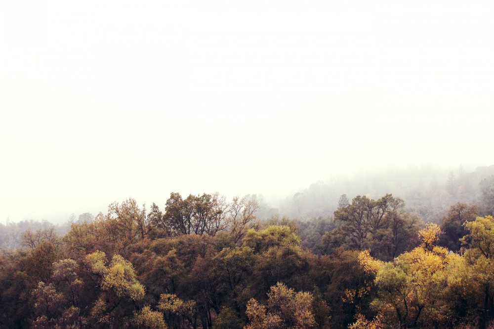Forêt d