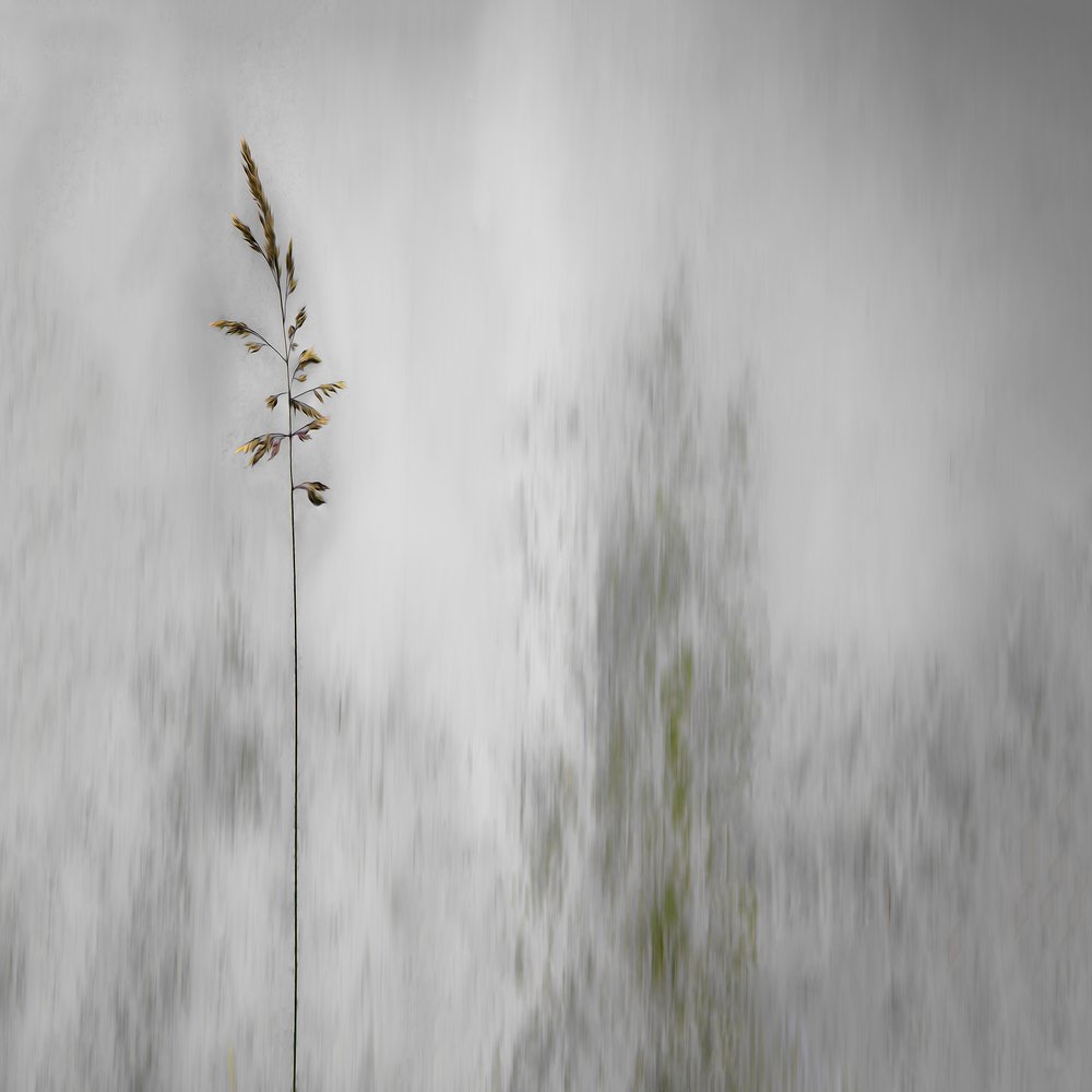 Une herbe solitaire, légèrement floue - Gilbert Claes