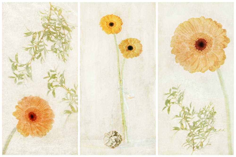 Triptyque « Soft Gerbera » - Gustav Davidsson