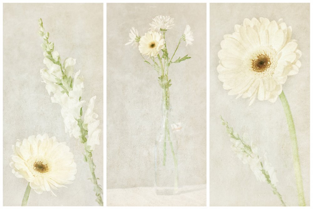Fleurs blanches délicates - Gustav Davidsson
