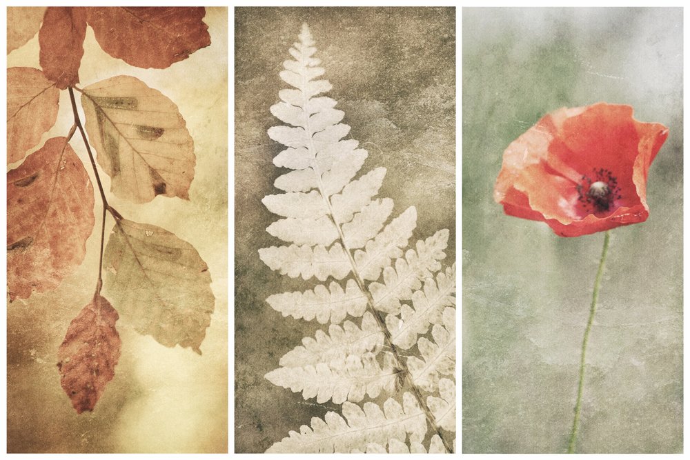 Vintage Nature Trio - Gustav Davidsson