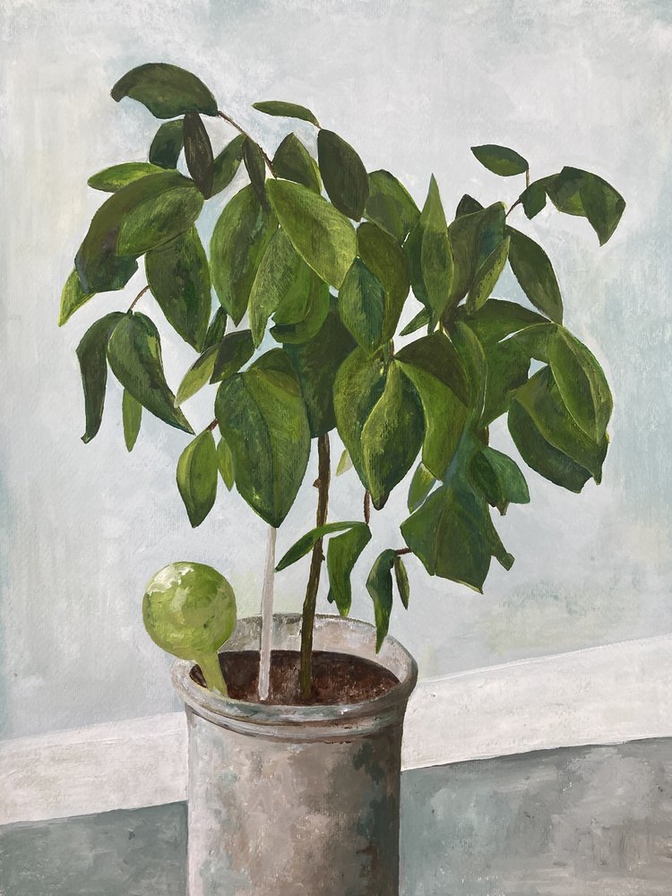 Nature morte : plante en pot - Heléne Sikdal