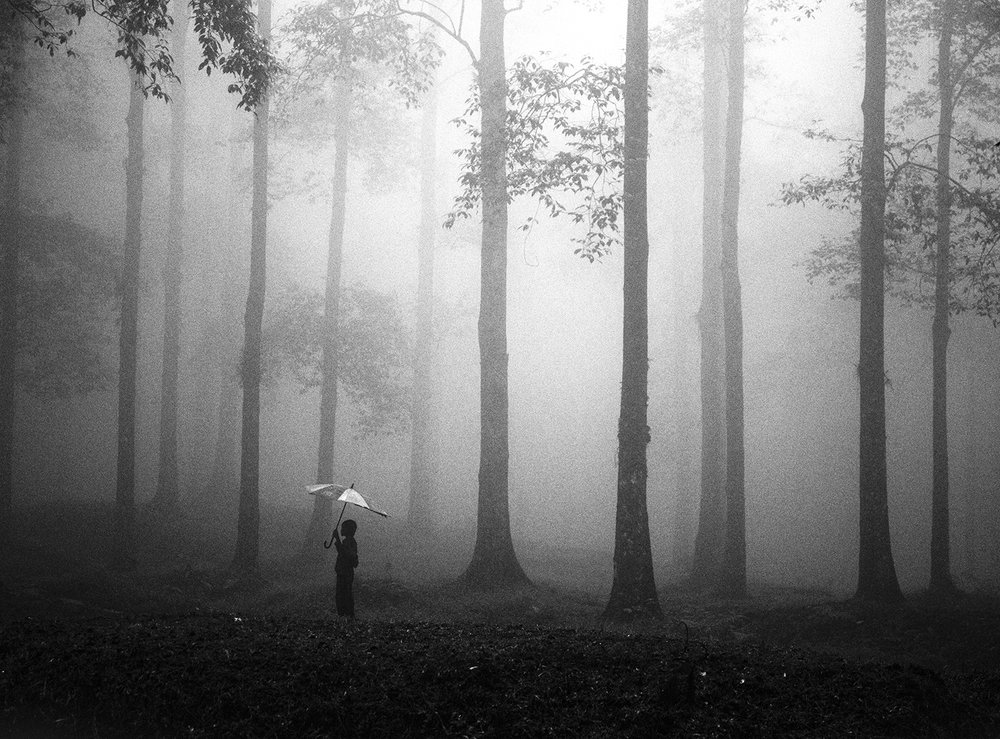 Parapluie Misty Woods - Hengki Lee